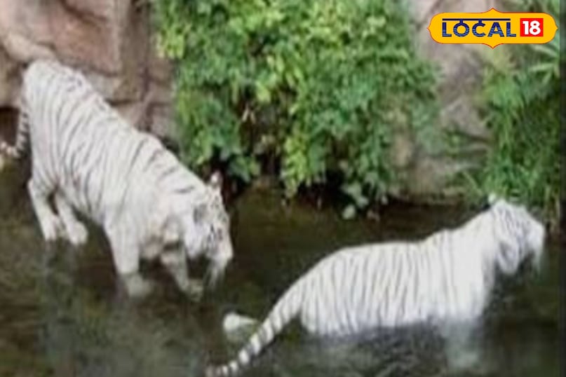 International Tiger Day, International Tiger Day 2025, Rewa safari, white tigers, mukundpur tiger safari, "White Tiger , सफेद बाघ , White Tiger History , सफेद बाघ का इतिहास , Rewa White Tiger , रीवा सफेद बाघ , Rewa King Martand Singh , रीवा राजा मार्तण्ड सिंह, अंतरराष्ट्रीय बाघ दिवस,International Tiger Day
