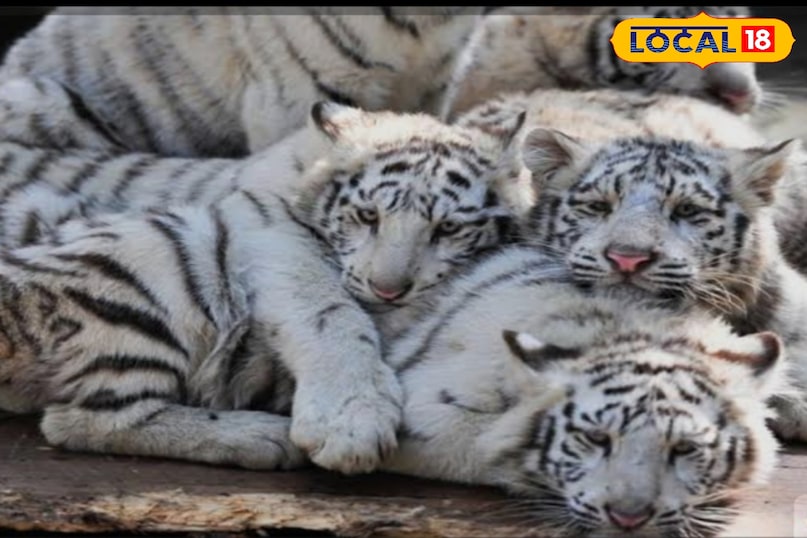 International Tiger Day, International Tiger Day 2025, Rewa safari, white tigers, mukundpur tiger safari, "White Tiger , सफेद बाघ , White Tiger History , सफेद बाघ का इतिहास , Rewa White Tiger , रीवा सफेद बाघ , Rewa King Martand Singh , रीवा राजा मार्तण्ड सिंह, अंतरराष्ट्रीय बाघ दिवस,International Tiger Day