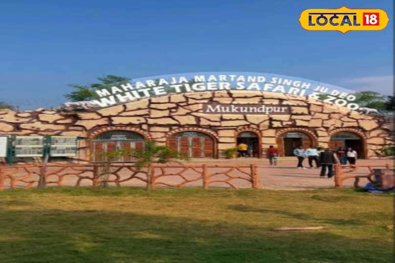 International Tiger Day, International Tiger Day 2025, Rewa safari, white tigers, mukundpur tiger safari, "White Tiger , सफेद बाघ , White Tiger History , सफेद बाघ का इतिहास , Rewa White Tiger , रीवा सफेद बाघ , Rewa King Martand Singh , रीवा राजा मार्तण्ड सिंह, अंतरराष्ट्रीय बाघ दिवस,International Tiger Day