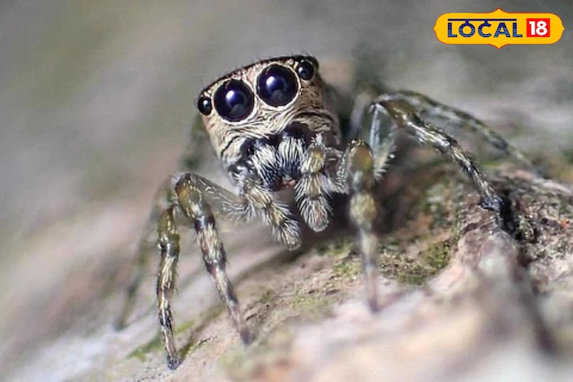 Jumping spider in Pench, Salticidae spider India, Pench Tiger Reserve wildlife, Rare spider sighting MP, Unique spider, Wildlife photography, 