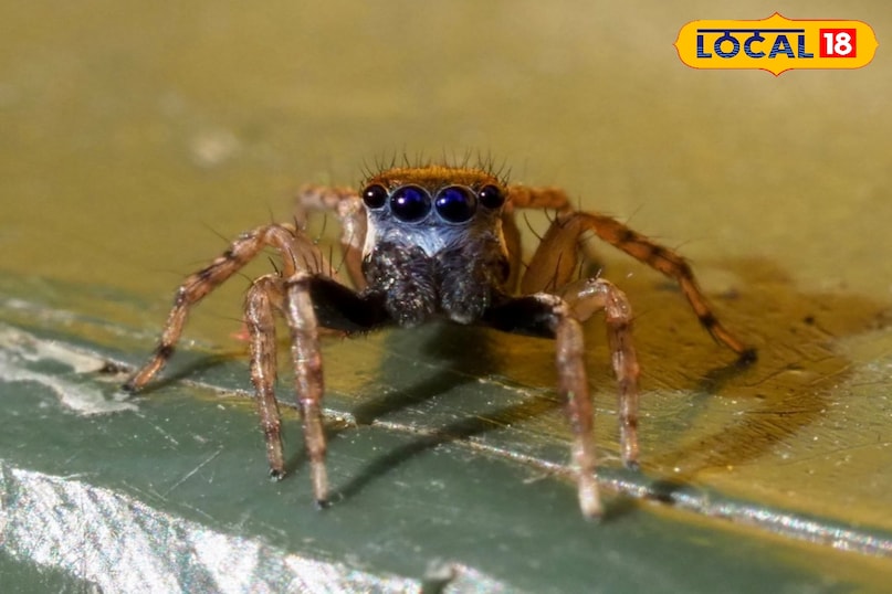 वाइल्डलाइफ फोटो, Jumping spider in Pench, Salticidae spider India, Pench Tiger Reserve wildlife, Rare spider sighting MP, Unique spider, Wildlife photography, 