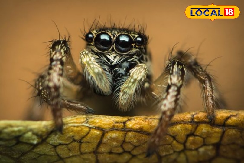 वाइल्डलाइफ फोटो, Jumping spider in Pench, Salticidae spider India, Pench Tiger Reserve wildlife, Rare spider sighting MP, Unique spider, Wildlife photography