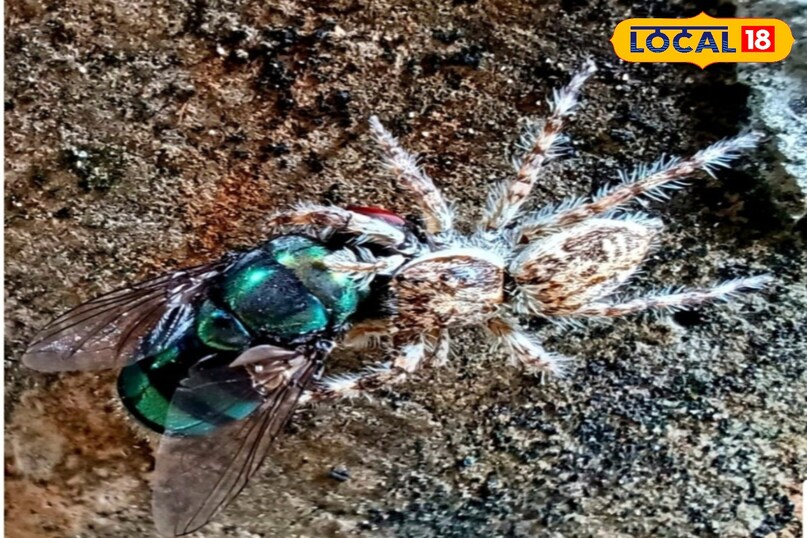 वाइल्डलाइफ फोटो, Jumping spider in Pench, Salticidae spider India, Pench Tiger Reserve wildlife, Rare spider sighting MP, Unique spider, Wildlife photography