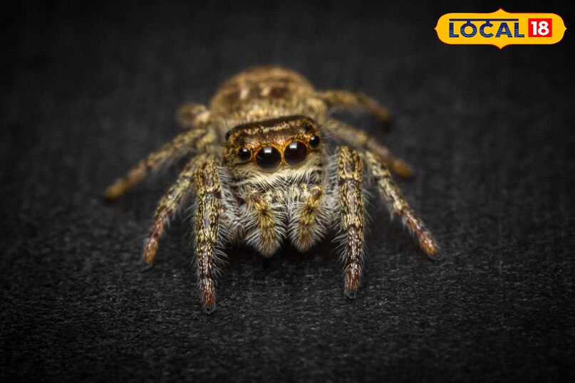 वाइल्डलाइफ फोटो, Jumping spider in Pench, Salticidae spider India, Pench Tiger Reserve wildlife, Rare spider sighting MP, Unique spider, Wildlife photography