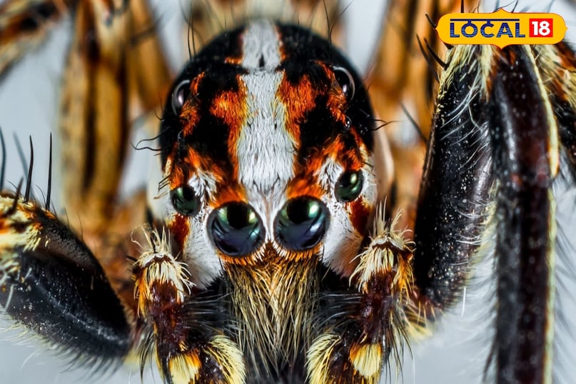 Salticidae spider India, Pench Tiger Reserve wildlife, Rare spider sighting MP, Unique spider, Wildlife photography, local18, khargone letest news, Madhya Pradesh hindi news 