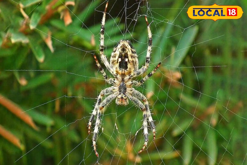 बिना जाल वाली शिकारी मकड़ी, वाइल्डलाइफ फोटो, Jumping spider in Pench, Salticidae spider India, Pench Tiger Reserve wildlife, Rare spider sighting MP, Unique spider, Wildlife photography