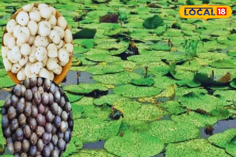 खेती किस सागर खेती किस सागर