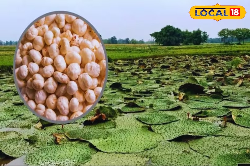 जलमग्न भूमि पर होती खेती जलमग्न भूमि पर होती खेती