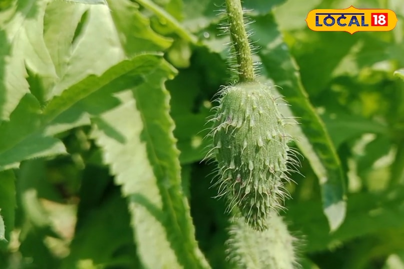 Plant name 