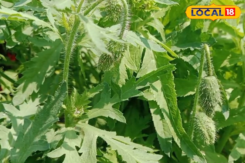 Benefits in these diseases 