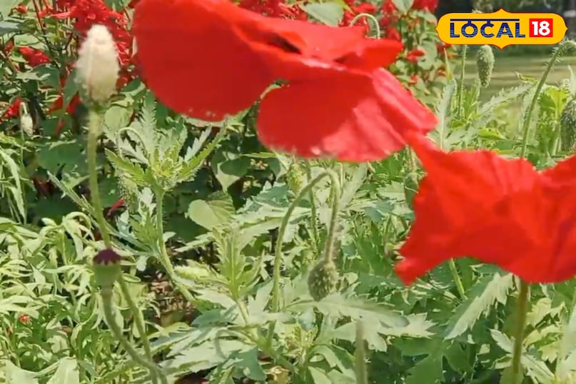 Ramban also in these diseases 