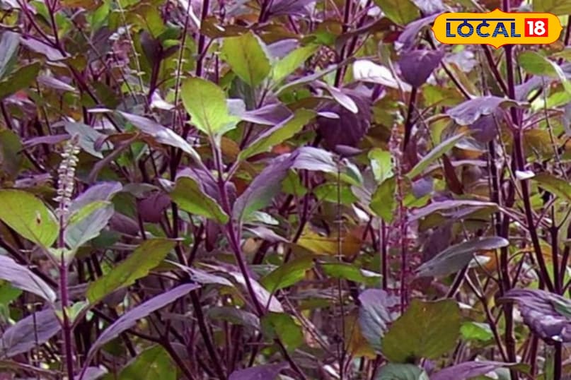 Beneficial in these disorders Beneficial in these disorders