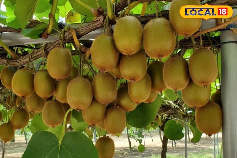 moradabad news,hindi news,up news,local news, मुरादाबाद समाचार, हिंदी समाचार, यूपी समाचार, लोकल समाचार। 