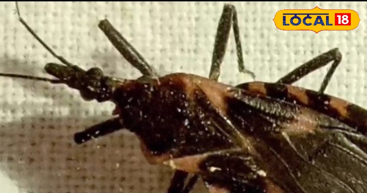 Kedchal Insect Pest Control Tips: बारिश के मौसम में घर के अंदर घुस रहे हैं ‘साइलेंट ...