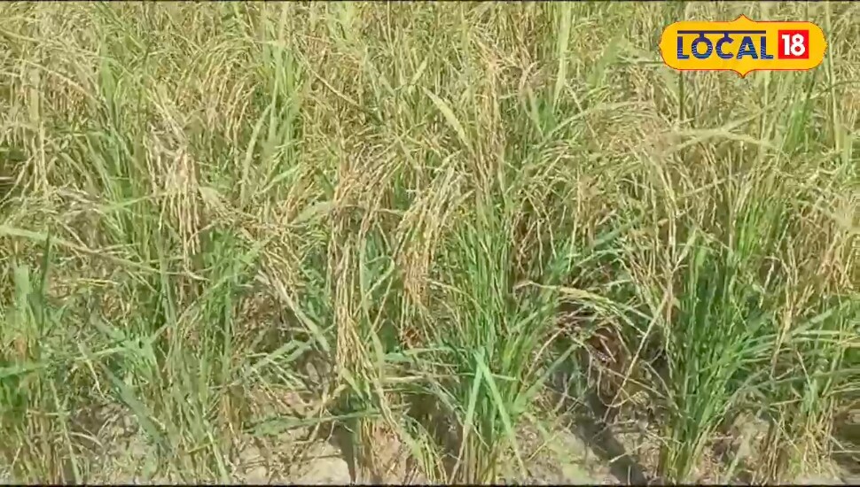 Patadi Insect Paddy Insect Control Tips : धान के खेतों में आंख मूंदकर डाल दें ये दवा ...