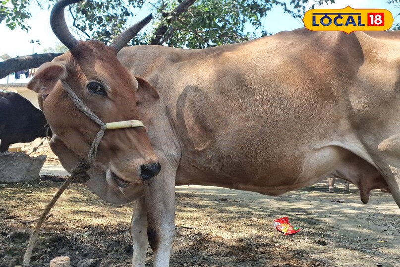 गाय गाय