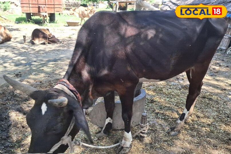 गाय गाय