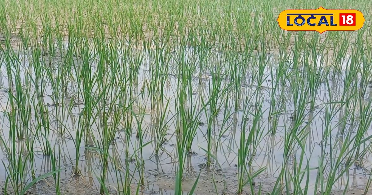उल्टे पांव करें धान के खेतों में 500 ML दवा से ये उपाय… नहीं उगेंगे खरपतवार, 2 गुनी होगी धान की पैदावार