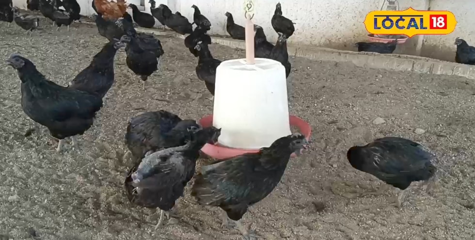 Poultry farming: मुर्गियों की इस गंभीर बीमारी में फायदेमंद है सहजन का पत्ता, जानें इस्तेमाल का तरीका