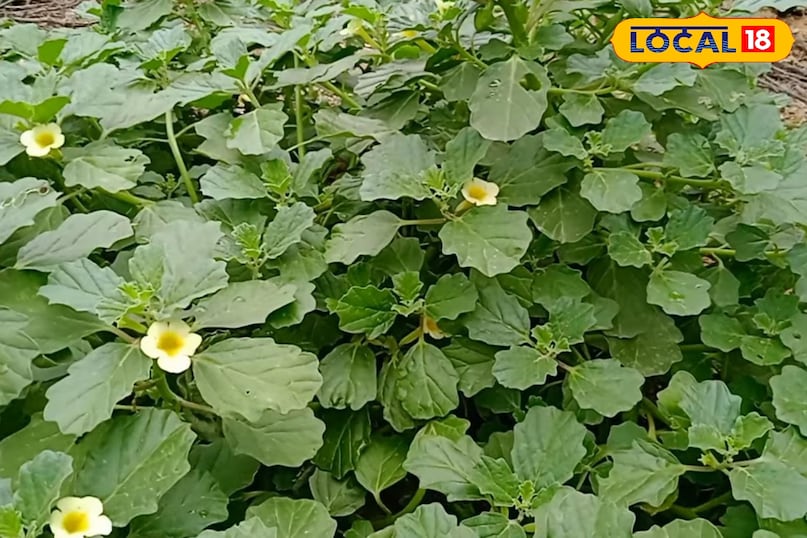 हेल्थ टिप्स हेल्थ टिप्स