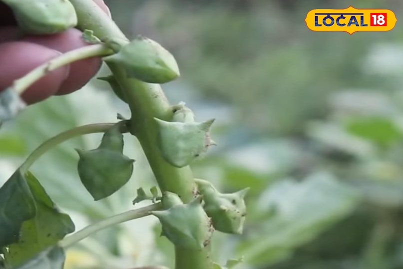 हेल्थ टिप्स हेल्थ टिप्स