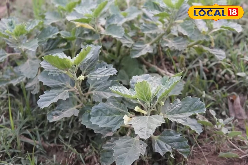 हेल्थ टिप्स हेल्थ टिप्स