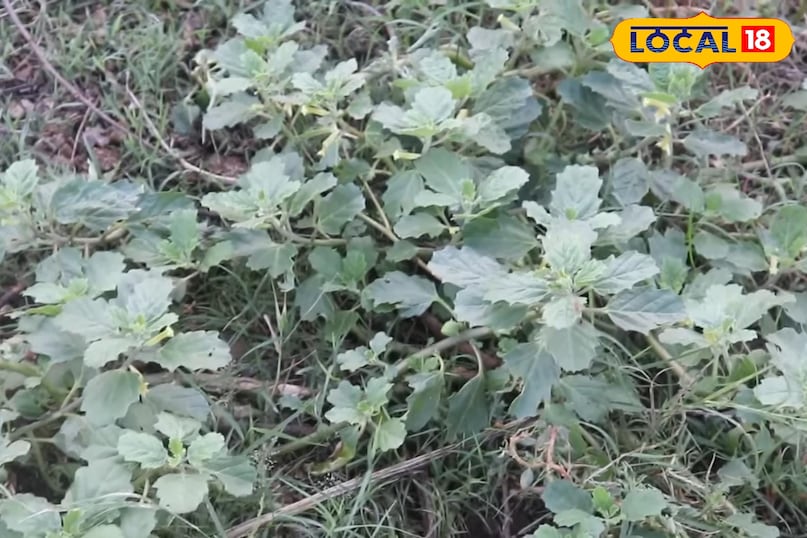 हेल्थ टिप्स हेल्थ टिप्स