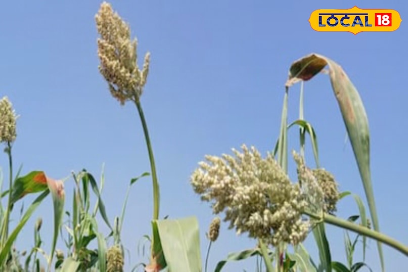 Moradabad News, Hindi News, Up News, Local News, Moradabad News, Hindi News, UP News, Local News. Moradabad News, Hindi News, Up News, Local News, Moradabad News, Hindi News, UP News, Local News.