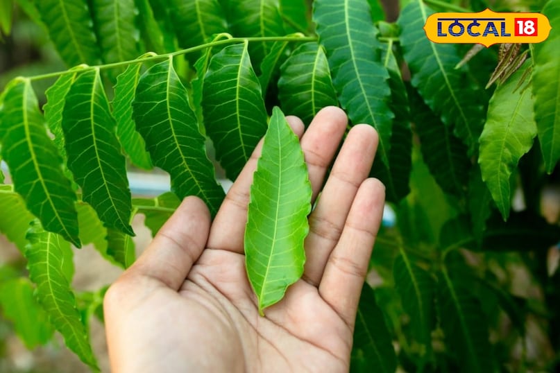 Neem Benefits in Monsoon Neem Benefits in Monsoon
