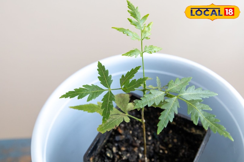 Neem Benefits in Monsoon Neem Benefits in Monsoon