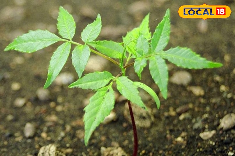 Neem Benefits in Monsoon Neem Benefits in Monsoon