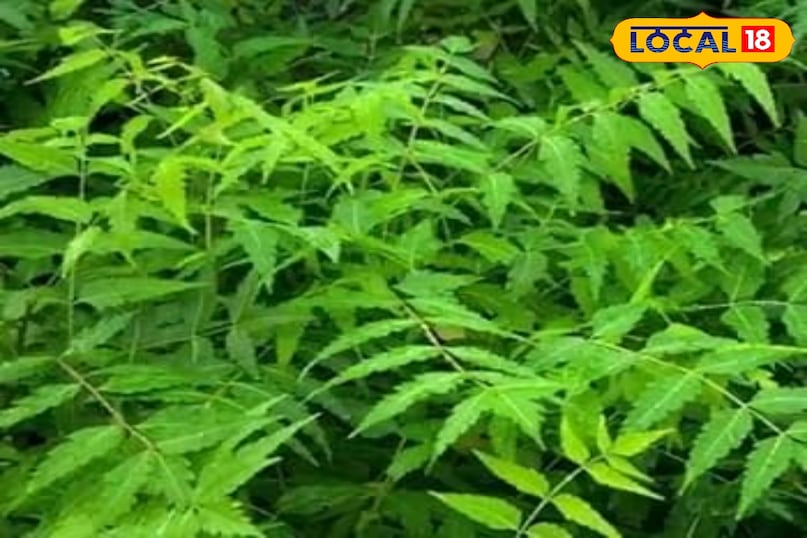 Neem Benefits in Monsoon Neem Benefits in Monsoon