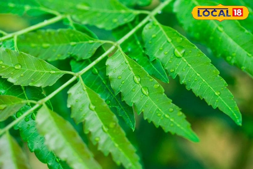 Neem Benefits in Monsoon Neem Benefits in Monsoon