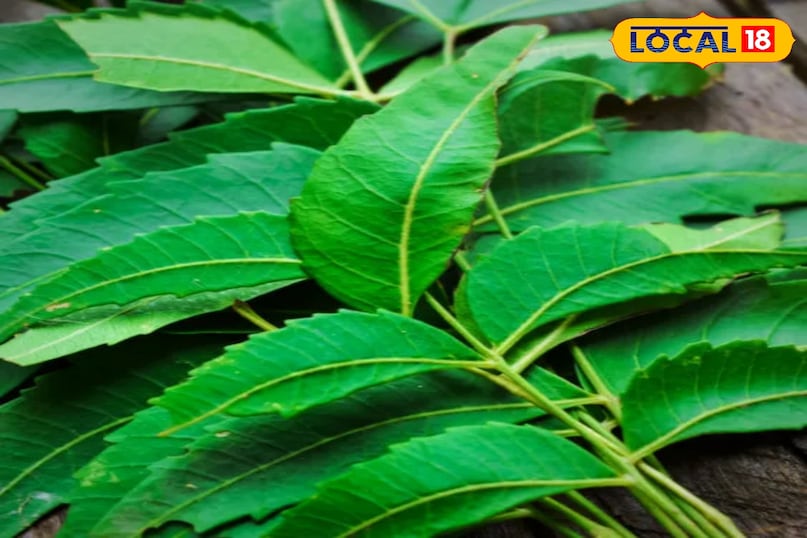 Neem Benefits in Monsoon Neem Benefits in Monsoon