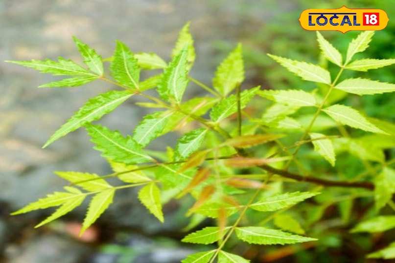 Neem Benefits in Monsoon Neem Benefits in Monsoon