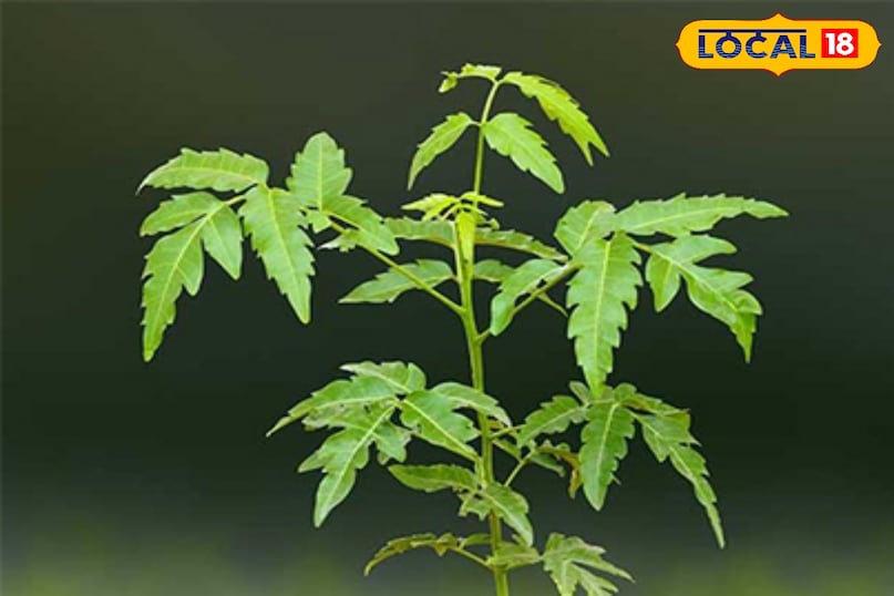 Neem Benefits in Monsoon Neem Benefits in Monsoon