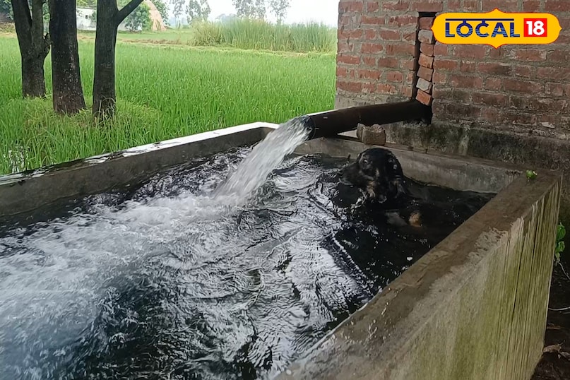 सिंचाई वाला मोटर की जाए तो क्या करें, ट्यूबवेल पर लगे मोटर की देखरेख कैसे करें, धान की फसल में सिंचाई कैसे करें, बरसात में ट्यूबवेल चलाते समय किन बातों का ध्यान रखें, लोकल 18, What to do if the irrigation motor is damaged, how to maintain the motor installed on the tubewell, how to irrigate the paddy crop, what things to keep in mind while running the tubewell in the rainy season, Local 18 सिंचाई वाला मोटर की जाए तो क्या करें, ट्यूबवेल पर लगे मोटर की देखरेख कैसे करें, धान की फसल में सिंचाई कैसे करें, बरसात में ट्यूबवेल चलाते समय किन बातों का ध्यान रखें, लोकल 18, What to do if the irrigation motor is damaged, how to maintain the motor installed on the tubewell, how to irrigate the paddy crop, what things to keep in mind while running the tubewell in the rainy season, Local 18
