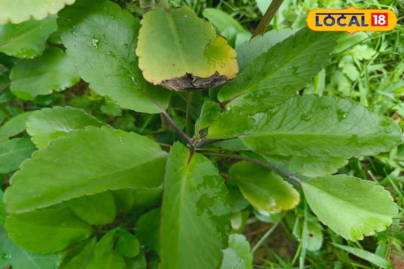 कई बीमारियों कई बीमारियों