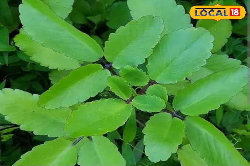पत्थर पत्थर