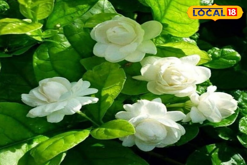 Chhatarpur Chhatarpur