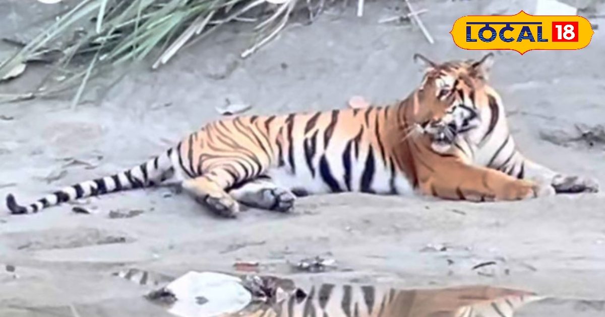 Pilibhit Ground Report : इंसानों की दोस्त सुगरकेन टाइगर्स ‘मिट्ठी’ क्या बन गई है आदमखोर? या वन विभाग कर गया गलती
