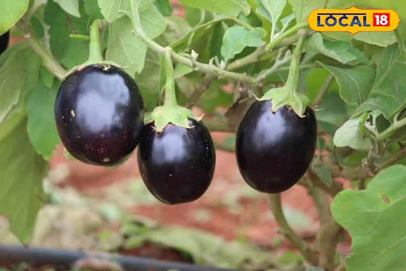 Eggplant Eggplant