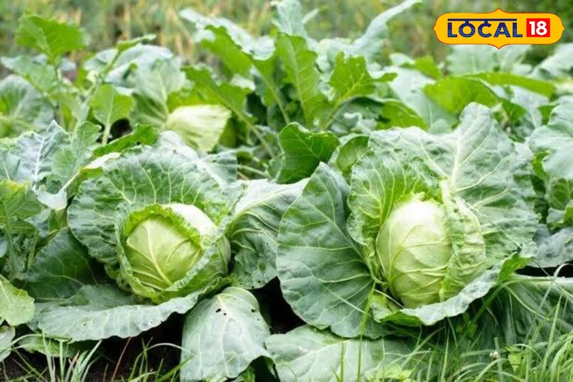 Cabbage Cabbage