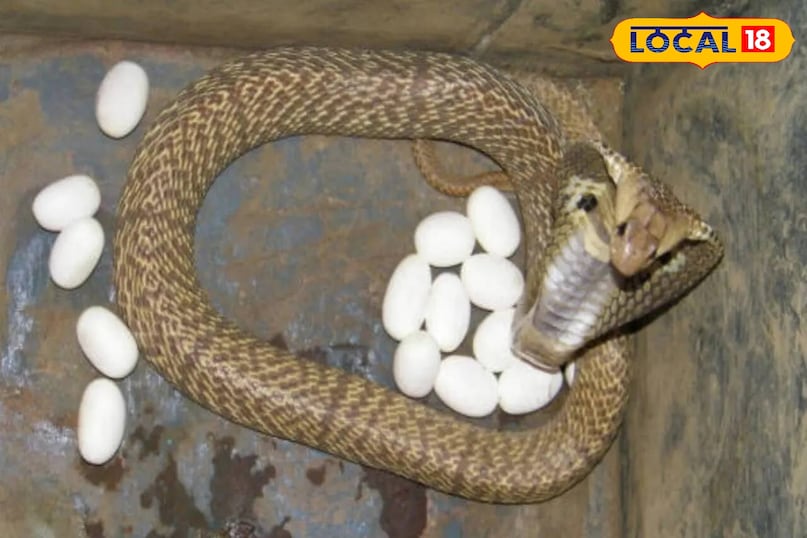 Snake eggs in rainy season, How to identify cobra eggs, Cobra eggs, Baby cobra venomous, Snake eggs, snack news Snake eggs in rainy season, How to identify cobra eggs, Cobra eggs, Baby cobra venomous, Snake eggs, snack news