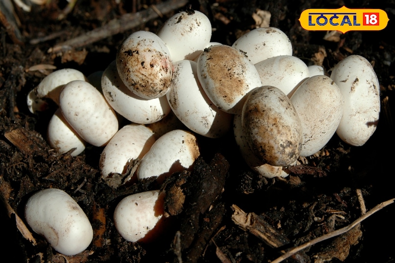 Snake eggs in rainy season, How to identify cobra eggs, Cobra eggs, Baby cobra venomous, Snake eggs, snack news Snake eggs in rainy season, How to identify cobra eggs, Cobra eggs, Baby cobra venomous, Snake eggs, snack news