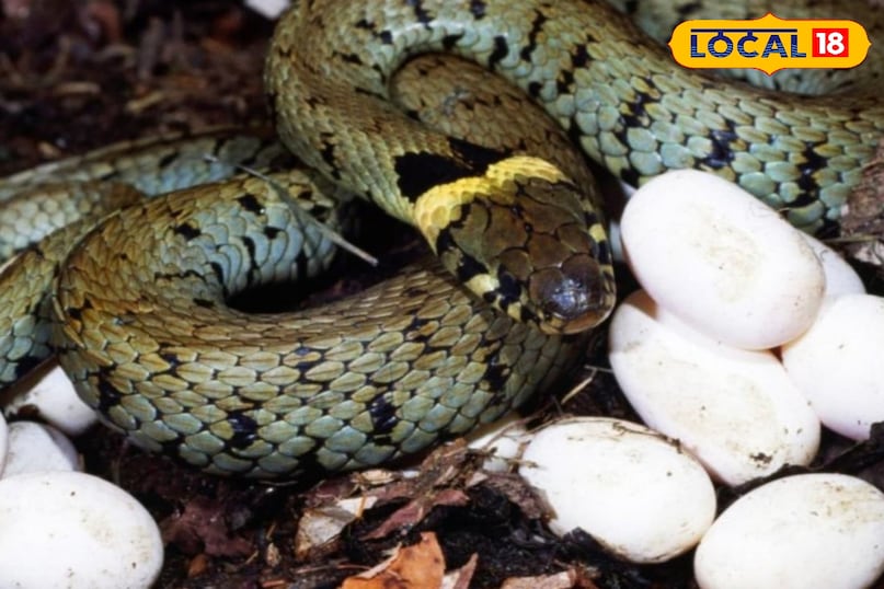 Snake eggs in rainy season, How to identify cobra eggs, Cobra eggs, Baby cobra venomous, Snake eggs, snack news Snake eggs in rainy season, How to identify cobra eggs, Cobra eggs, Baby cobra venomous, Snake eggs, snack news