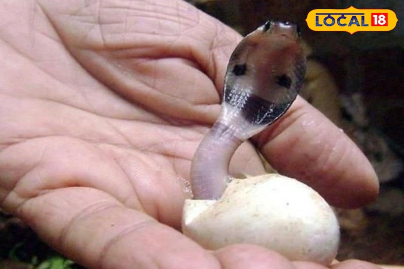 Snake eggs in rainy season, How to identify cobra eggs, Cobra eggs, Baby cobra venomous, Snake eggs, snack news Snake eggs in rainy season, How to identify cobra eggs, Cobra eggs, Baby cobra venomous, Snake eggs, snack news