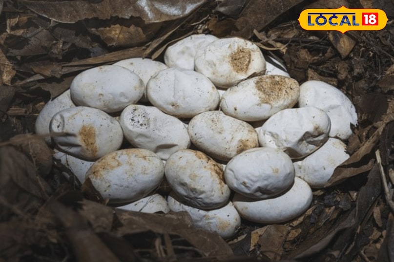 Snake eggs in rainy season, How to identify cobra eggs, Cobra eggs, Baby cobra venomous, Snake eggs, snack news Snake eggs in rainy season, How to identify cobra eggs, Cobra eggs, Baby cobra venomous, Snake eggs, snack news