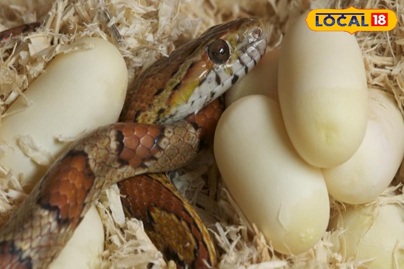 Snake eggs in rainy season, How to identify cobra eggs, Cobra eggs, Baby cobra venomous, Snake eggs, snack news Snake eggs in rainy season, How to identify cobra eggs, Cobra eggs, Baby cobra venomous, Snake eggs, snack news
