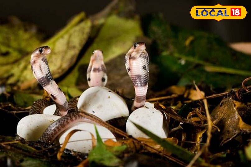 Snake eggs in rainy season, How to identify cobra eggs, Cobra eggs, Baby cobra venomous, Snake eggs, snack news Snake eggs in rainy season, How to identify cobra eggs, Cobra eggs, Baby cobra venomous, Snake eggs, snack news